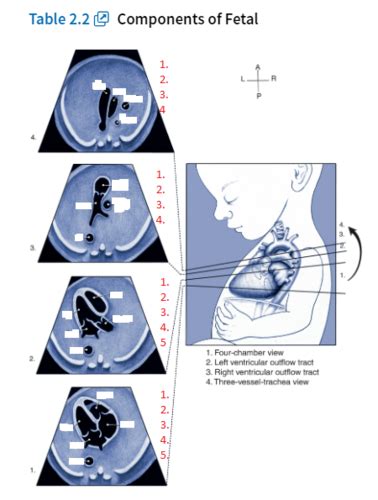 Chapter Guidelines For The Performance Of The Sonographic Screening