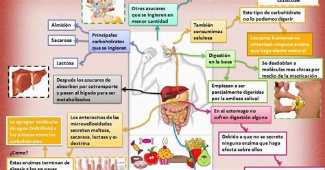 Blog De Fisiología Básica De Rogelio Eduardo Enriquez Lopez Digestion De Carbohidratos