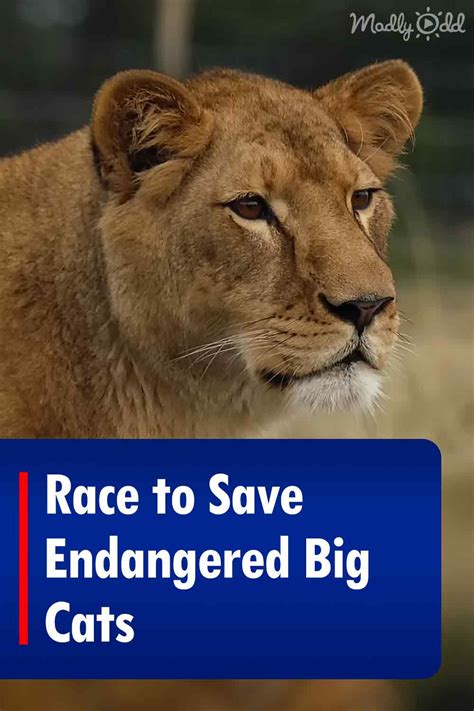 Race to Save Endangered Big Cats – Madly Odd!