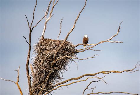 9 loài chim xây tổ lớn nhất Đại bàng hói đứng đầu danh sách Cá