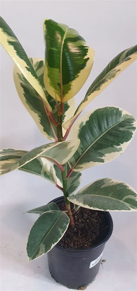 Ficus Tineke 17cm Lushingtons