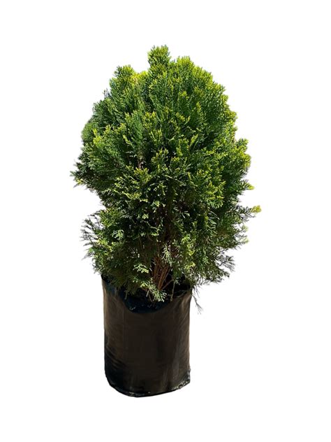 Platycladus Orientalis Aurea Nana Compacta 20 Liter