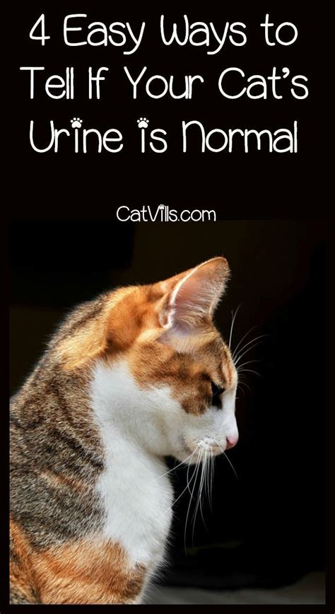 How Do You Tell If Your Cat S Urine Is Normal Check Out 4 Tips For