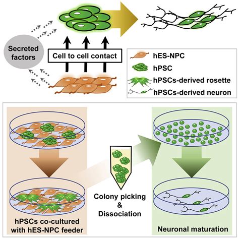 Efficient Neural Differentiation Of HPSCs By Extrinsic Signals Derived