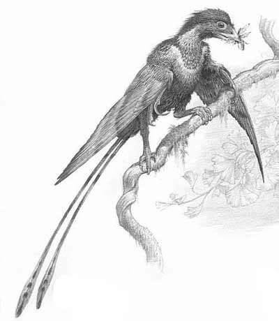 Confuciusornis | Fossil Wiki | Fandom