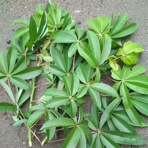 Jual Daun Randu Daun Kapuk Segar Dan Murah Shopee Indonesia