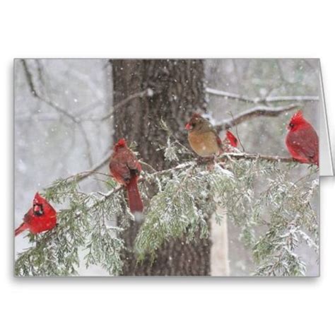 Red Cardinal Snowbirds Beautiful Birds Bird Pet Birds