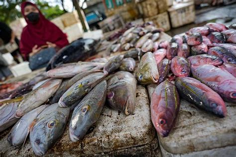 Potensi Produksi Perikanan Tangkap Di Laut Ntb Mencapai Ton Per