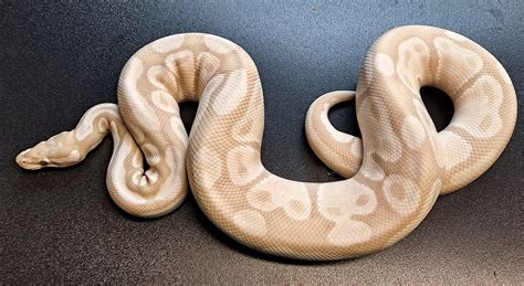 lavender snow ball python  regius creations morphmarket