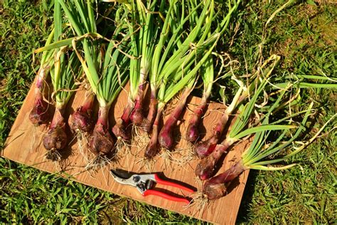 Shallots Allium Cepa Var Aggregatum Tropical Self Sufficiency