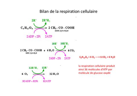 Respiration Et Fermentations Cellulaires Cours 1 Alloschool