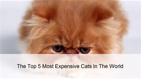 The Top 5 Most Expensive Cats In The World Youtube