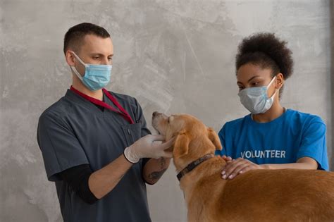 Top 8 quanto ganha um veterinário recém 2022 Sinta a emoção das