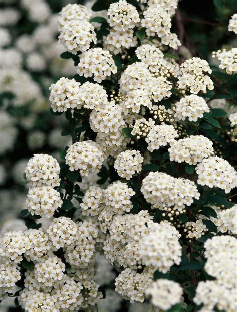 Learn Which Shrubs Flower During Each Season In 2021 White Flowering