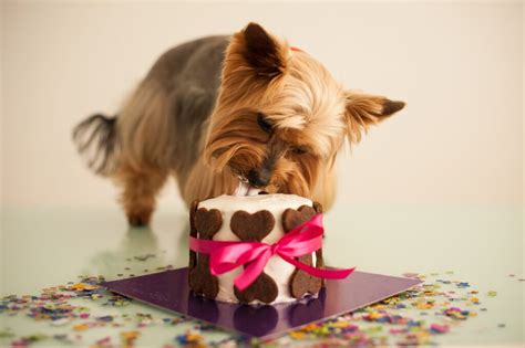 Come si calcola l età del cane in anni umani Amici di Casa