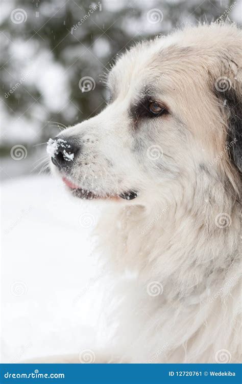 Great Pyrenees Stock Image Image Of Beautiful Sitting 12720761