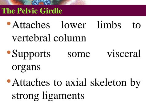 Solution Pelvic Girdle Studypool