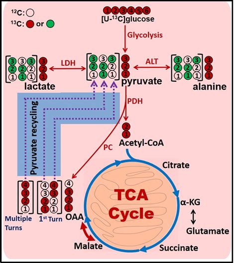 Schematic Diagram Illustrating Pyruvate Recycling Pathway During U C