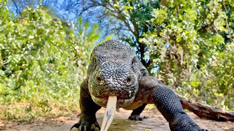 Komodo Dragon: Everything You Need to Know! Explore the World of Komodo Dragons with Luxury ...