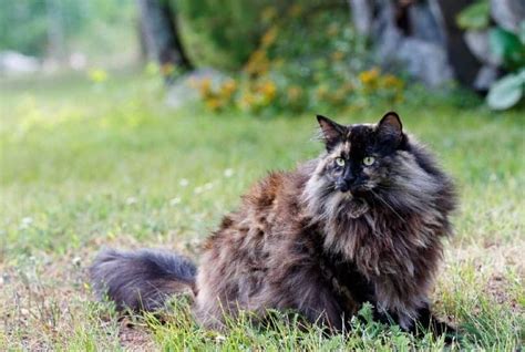 Tortoiseshell Norwegian Forest Cat Info Facts Pictures History