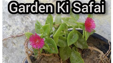 Garden Ki Safai New Flower Growing Love My Garden