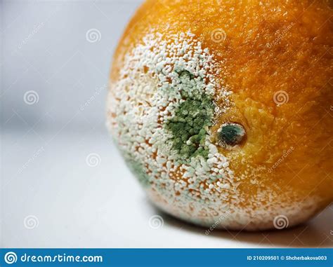 Una Naranja Podrida Sobre Un Fondo Blanco Molde Blanco Y Verde En Un