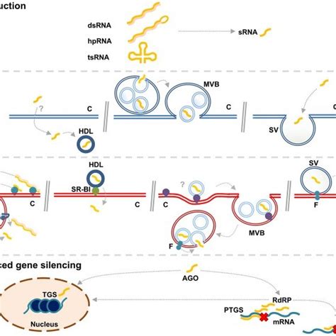 sRNA is produced by Dicing of larger dsRNA molecules in the ...