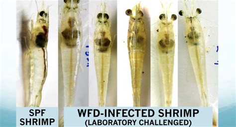 [infomina] Ems Ehp Cases ‘have Doubled Or Tripled’ At Southeast Asian Shrimp Hatcheries In 2019