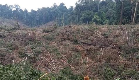 Wow Menteri LHK Terjunkan 439 Personil Mendata Kebun Sawit Ilegal Di