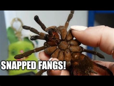 How To Feed A Tarantula With Snapped Or Broken Fangs Youtube