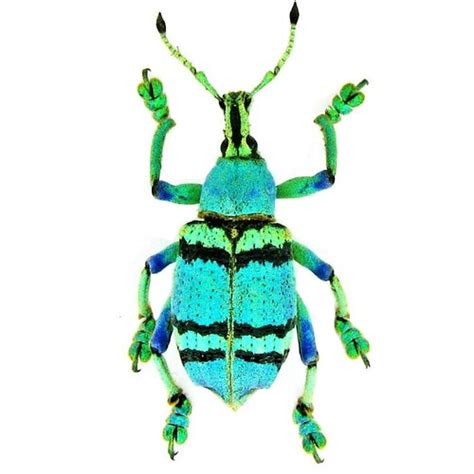 Eupholus Linnei Blue Green Weevil Beetle Indonesia Etsy