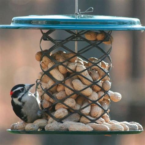 Whole Peanut Feeders Peanut In Shell Bird Feeders The Birdhouse Chick