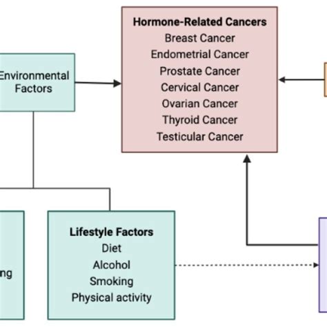 Basic Pathophysiological Pathways Of Hormone Related Cancers Ir