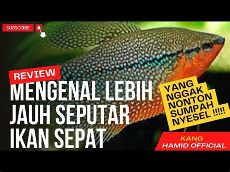 Belum Paham Klik Video Ini Mengenal Lebih Jauh Seputar Ikan Sepat