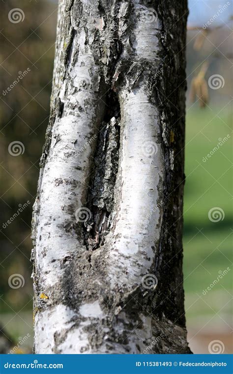 Bark Of A Mature Birch With The Shape Like A Vagina Stock Image Image