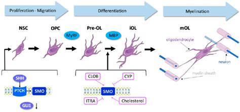 The Role Of Shh Sonic Hedgehog In Neural Stem Cell Nsc Commitment