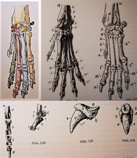 Vorderfußskelett Hund Diagram Quizlet