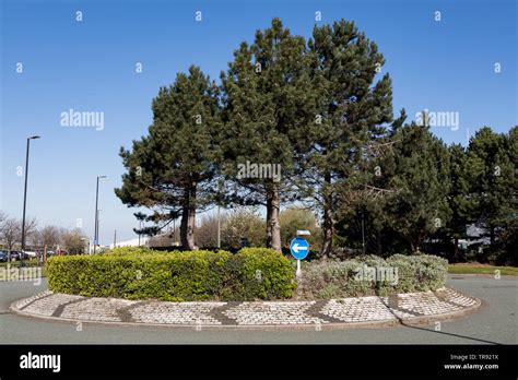 British Roundabout With Chevrons And Bushes In The Centre Birkenhead