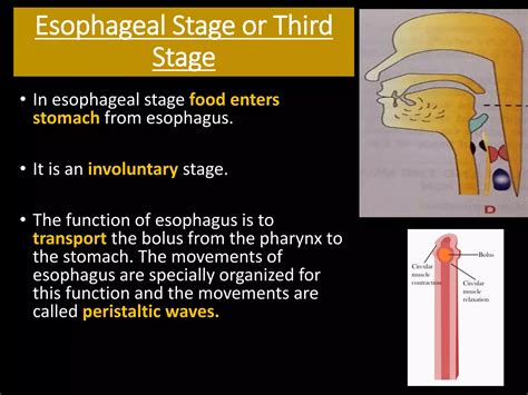 Mastication And Deglutition PPT