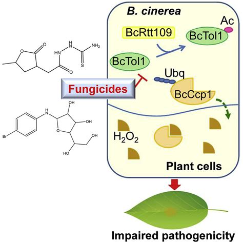 Broad Spectrum Chemicals Block Ros Detoxification To Prevent Plant