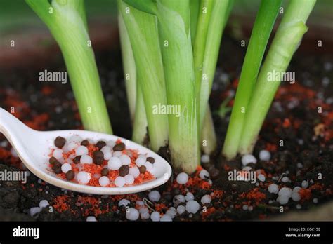 Onion Fertilizer High Resolution Stock Photography and Images - Alamy