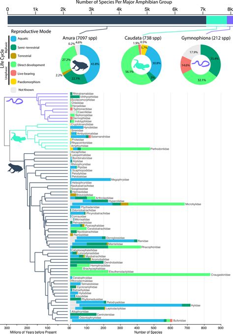 Phylogenetic Distribution Of Reproductive Modes In Amphibians Species Download Scientific