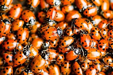 Ladybug | Ladybug garden, Veggie garden, Dream garden