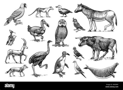 Extinct Species Wild Mammal Animals And Birds Dodo Moa Tasmanian