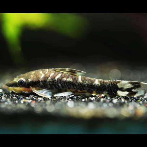 Zebra (Tiger) Otocinclus - Planted Tank Mates