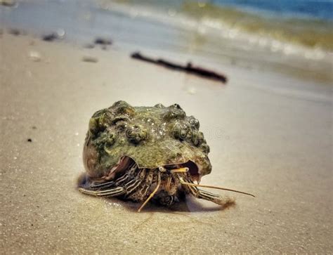 Barnacle Covered Hermit Crab On Gulfport Mississippi Beach Stock Image