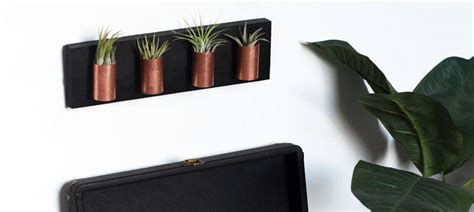 DIY Air Plant Wall Art