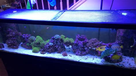 Saltwater Tank Setup For Beginners Youtube