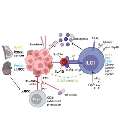 Mechanism Of ILC1 Tumor Immunosurveillance In Renal Cell Carcinoma