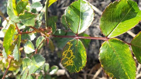 Virus Diseases Of Shrubs University Of Maryland Extension